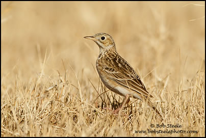 Sprague's Pipit (Anthus spragueii)