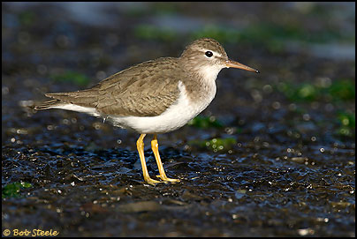 Spotted Sandpiper (Actitis macularia)