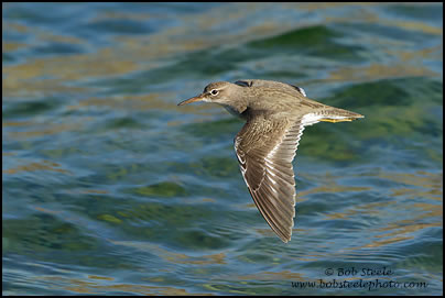 Spotted Sandpiper (Actitis macularia)