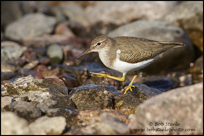 Spotted Sandpiper (Actitis macularia)
