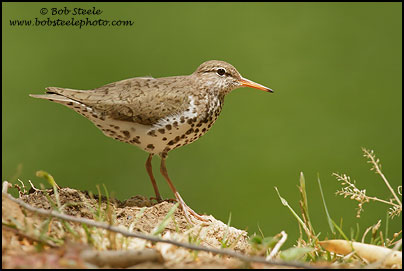 Spotted Sandpiper (Actitis macularia)