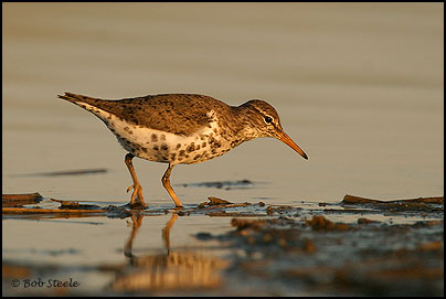 Spotted Sandpiper (Actitis macularia)