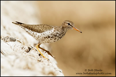 Spotted Sandpiper (Actitis macularia)