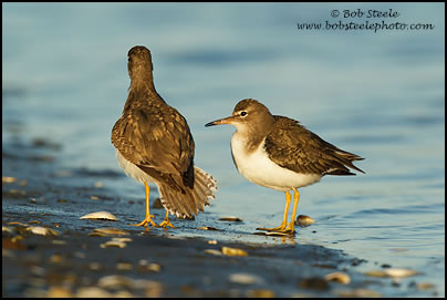 Spotted Sandpiper (Actitis macularia)