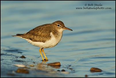 Spotted Sandpiper (Actitis macularia)