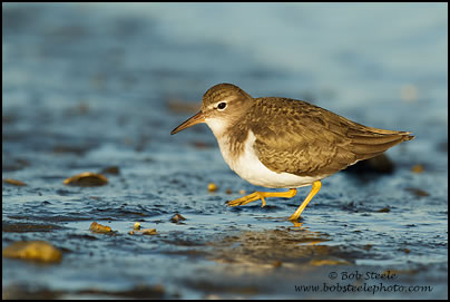 Spotted Sandpiper (Actitis macularia)