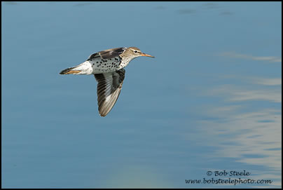 Spotted Sandpiper (Actitis macularia)