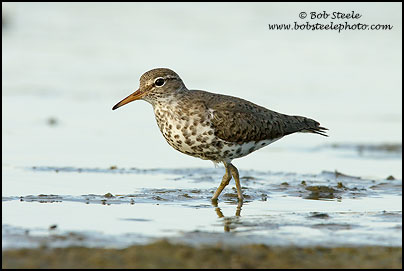 Spotted Sandpiper (Actitis macularia)