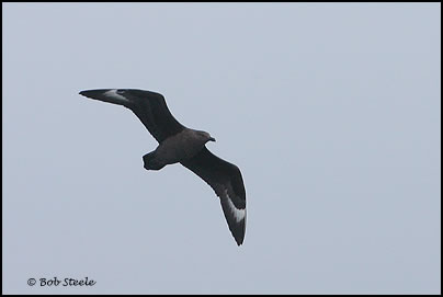 South Polar Skua (Stercorarius maccormicki)