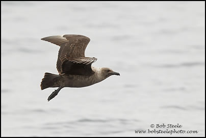 South Polar Skua (Stercorarius maccormicki)
