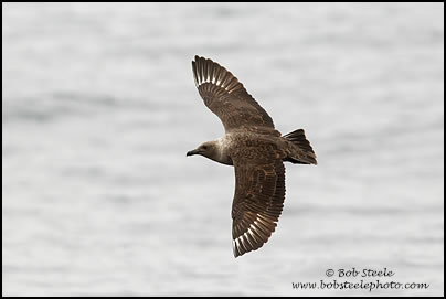 South Polar Skua (Stercorarius maccormicki)