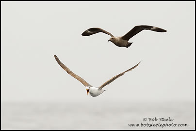 South Polar Skua (Stercorarius maccormicki)