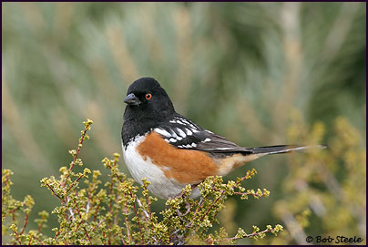 Spotted Towhee (Pipilo maculatus)