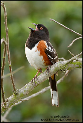 Spotted Towhee (Pipilo maculatus)