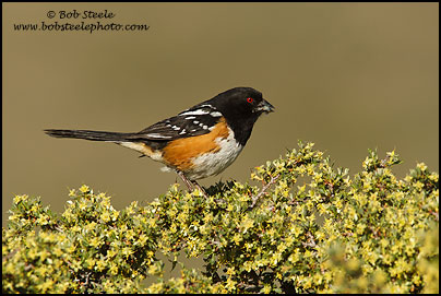 Spotted Towhee (Pipilo maculatus)