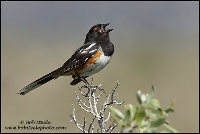 Spotted Towhee (Pipilo maculatus)