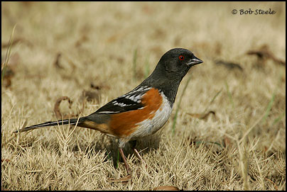 Spotted Towhee (Pipilo maculatus)