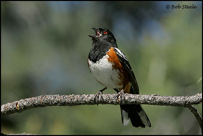 Spotted Towhee (Pipilo maculatus)