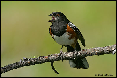 Spotted Towhee (Pipilo maculatus)