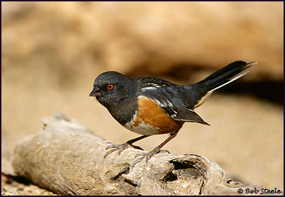 Spotted Towhee (Pipilo maculatus)
