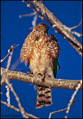 Sharp-shinned Hawk (Accipiter striatus)