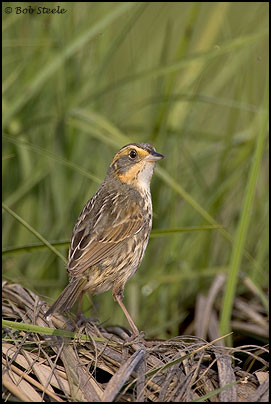 Saltmarsh Sharp-tailed Sparrow (Ammodramus caudacutus)