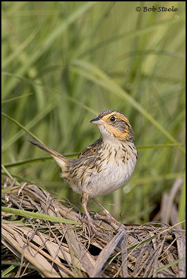Saltmarsh Sharp-tailed Sparrow (Ammodramus caudacutus)