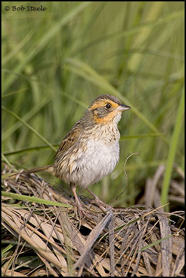 Saltmarsh Sharp-tailed Sparrow (Ammodramus caudacutus)