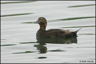 Steller's Eider (Polysticta stelleri)