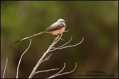 Scissor-tailed Flycatcher (Tyrannus forficatus)