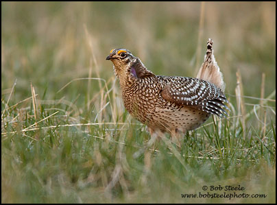 Sharp-tailed Grouse (Tympanuchus phasianellus)