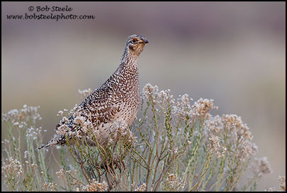 Sharp-tailed Grouse (Tympanuchus phasianellus)