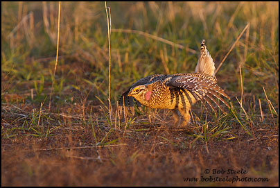 Sharp-tailed Grouse (Tympanuchus phasianellus)