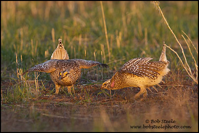 Sharp-tailed Grouse (Tympanuchus phasianellus)