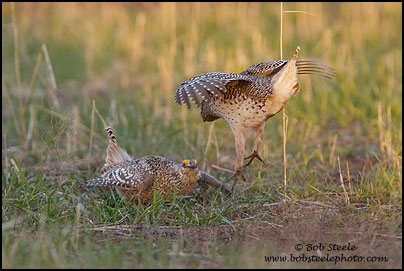 Sharp-tailed Grouse (Tympanuchus phasianellus)