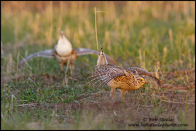 Sharp-tailed Grouse (Tympanuchus phasianellus)