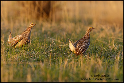 Sharp-tailed Grouse (Tympanuchus phasianellus)
