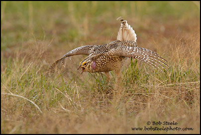 Sharp-tailed Grouse (Tympanuchus phasianellus)