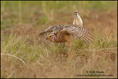 Sharp-tailed Grouse (Tympanuchus phasianellus)