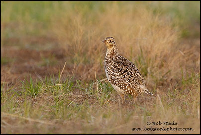 Sharp-tailed Grouse (Tympanuchus phasianellus)