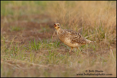 Sharp-tailed Grouse (Tympanuchus phasianellus)