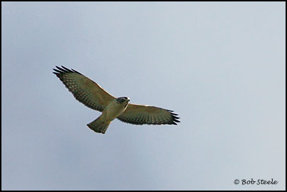 Short-tailed Hawk (Buteo brachyurus)