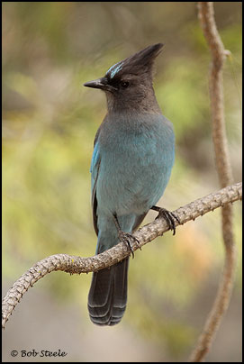 Steller's Jay (Cyanocitta stelleri)