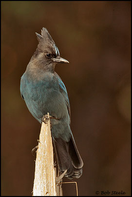 Steller's Jay (Cyanocitta stelleri)