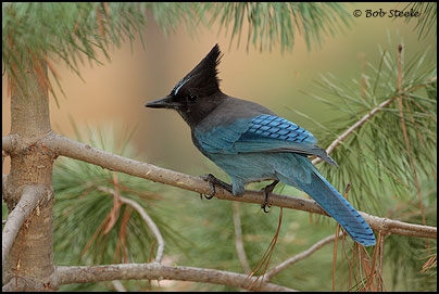 Steller's Jay (Cyanocitta stelleri)