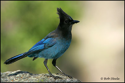 Steller's Jay (Cyanocitta stelleri)