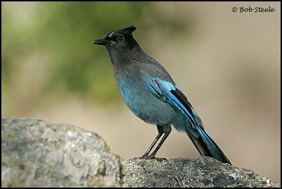 Steller's Jay (Cyanocitta stelleri)