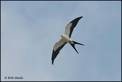 Swallow-tailed Kite (Elanoides forficatus)