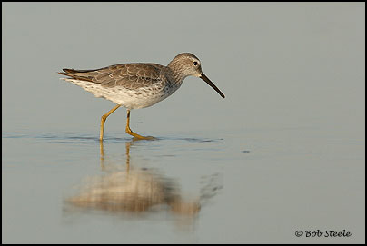Stilt Sandpiper (Calidris himantopus)
