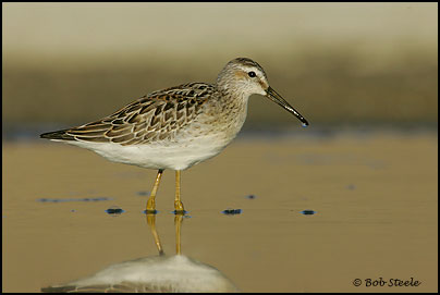 Stilt Sandpiper (Calidris himantopus)
